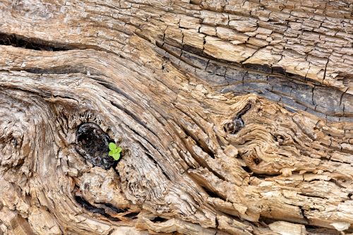 perseverance image