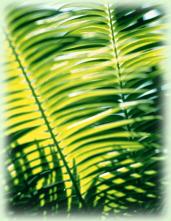 �R�A�q�I�X�}�l�C